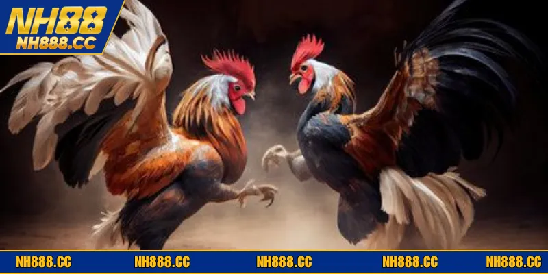 Giới thiệu tổng quan về sảnh đá gà trực tiếp tại NH88 online