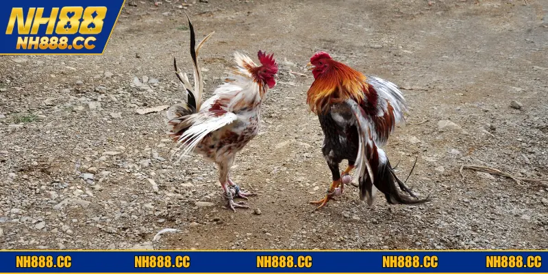 Nhà cung cấp đá gà Việt Nam uy tín