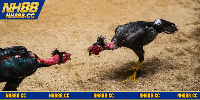 Những lợi ích lớn khi tham gia sảnh đá gà