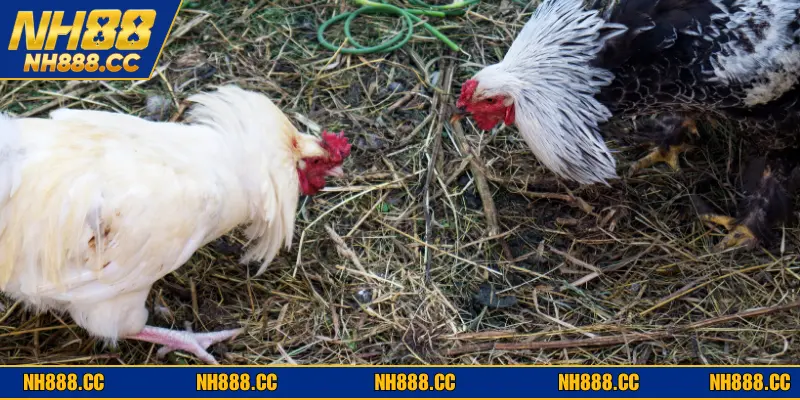 Những ưu thế khi chơi đá gà online